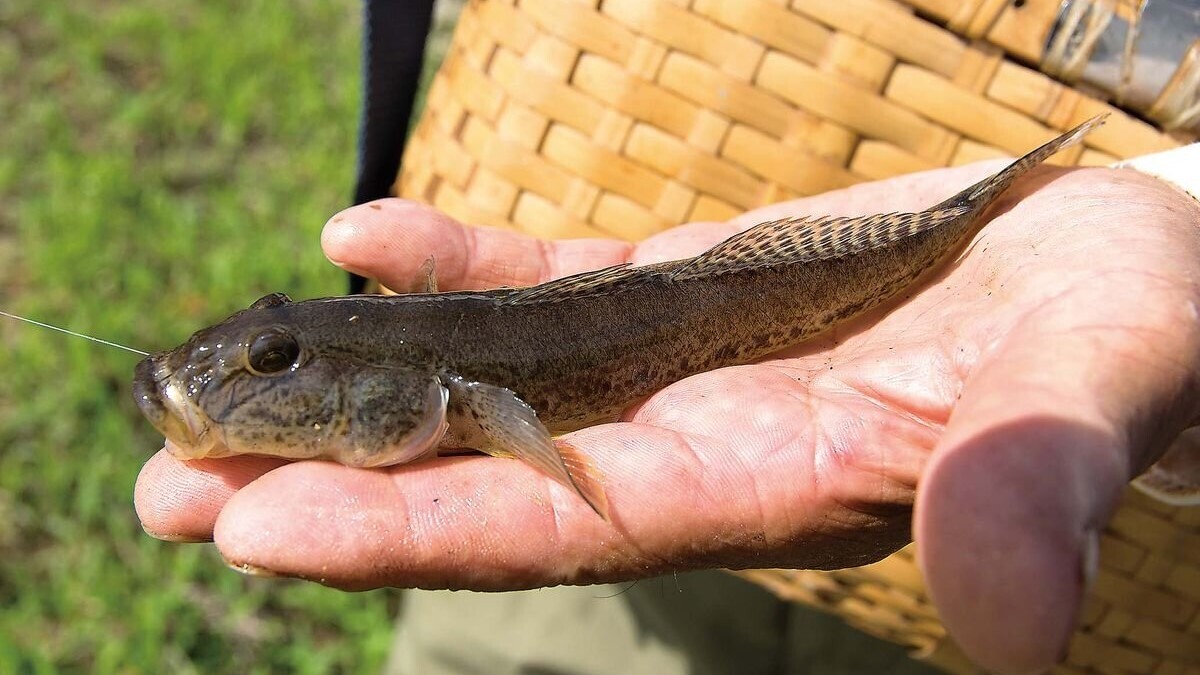 秋以降は良型ハゼを狙うチャンス