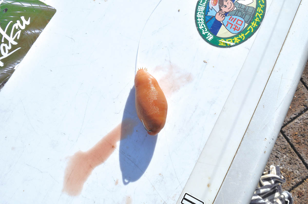 本コウジやユムシの刺し方