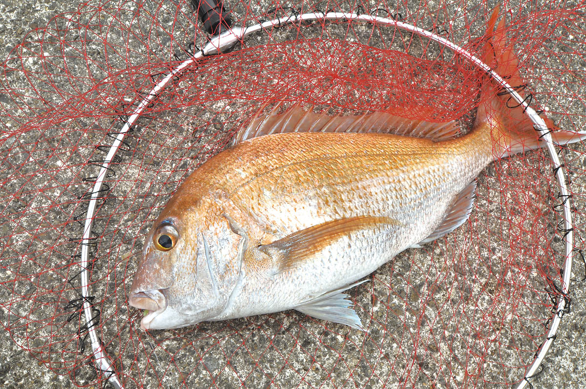 魚の王様と呼ぶにふさわしいマダイ