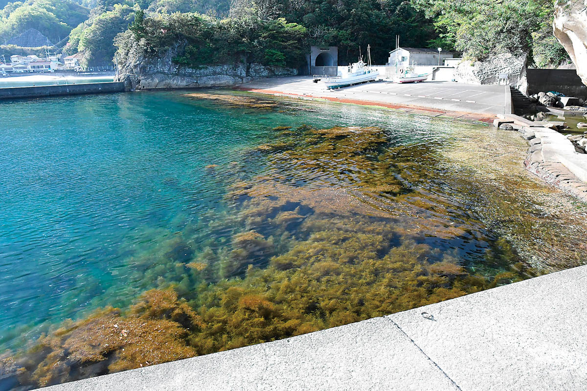 堤防周りの藻場