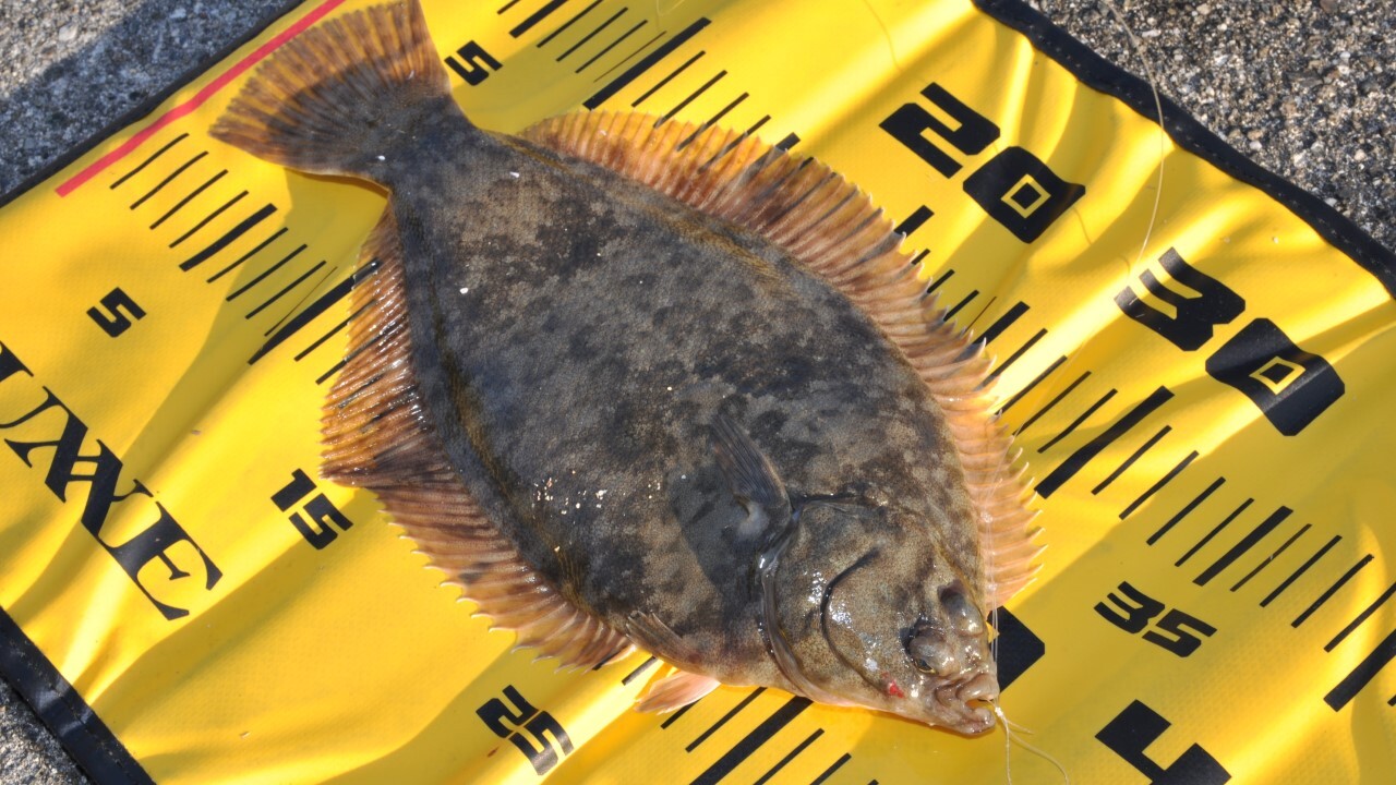 30 〜35cmクラスになると下へ下へと引き込む独特の抵抗を見せる。カレイ釣りの1番楽しい瞬間だ。もちろん帰ってからの楽しみも大きい