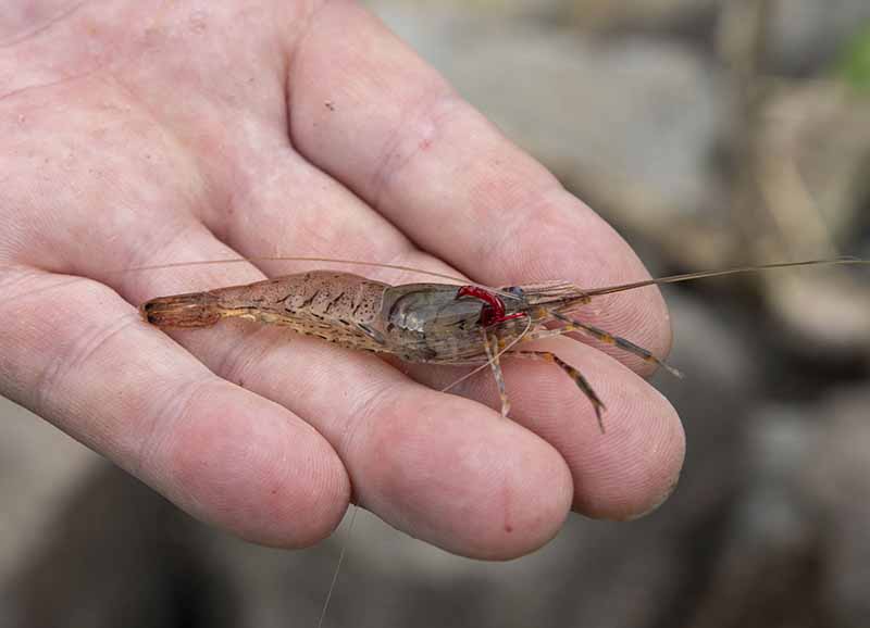 都市河川の代表的な食材のテナガエビや……