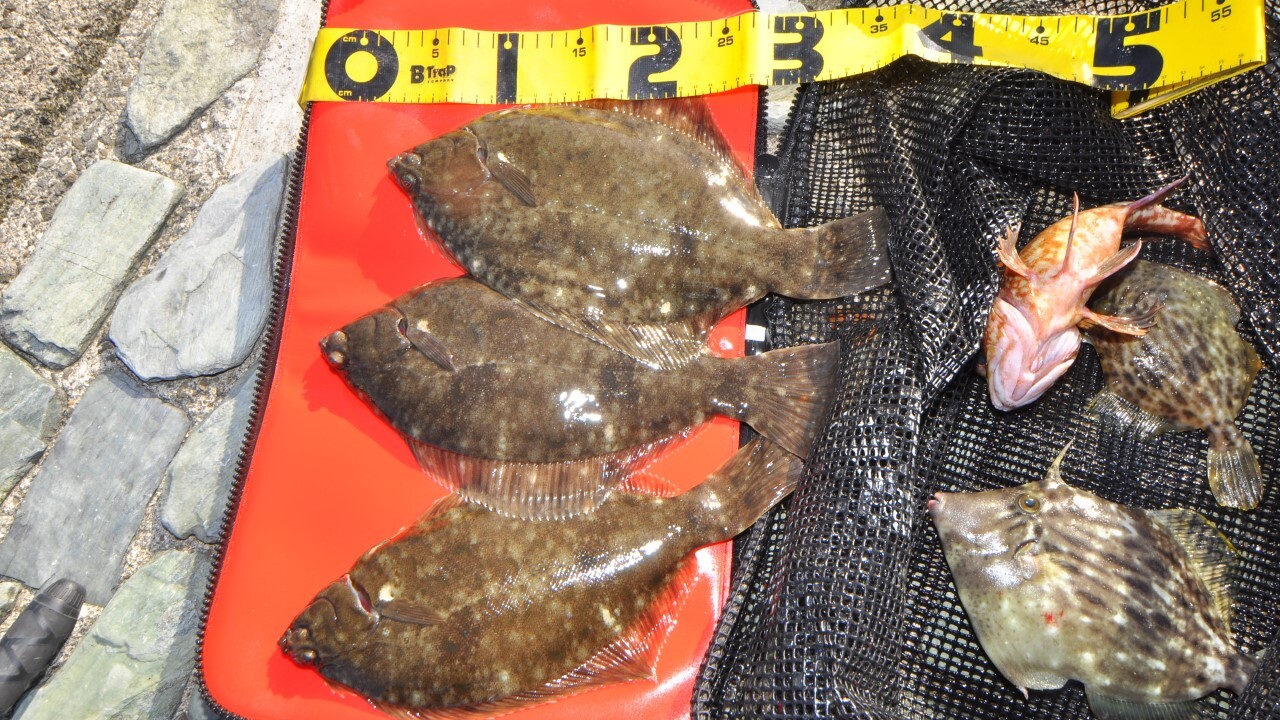 晩秋～初冬は投げ釣りで多彩な魚種が狙える