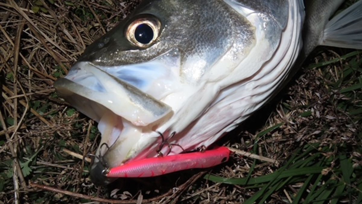 東京湾奥バチ抜けシーバスおすすめルアー選 第2回 全3回 魚種別釣りガイド