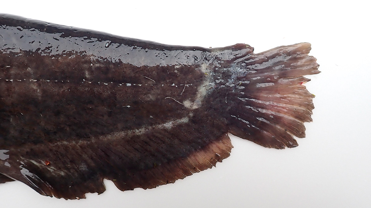 雌のナマズの尾ビレ