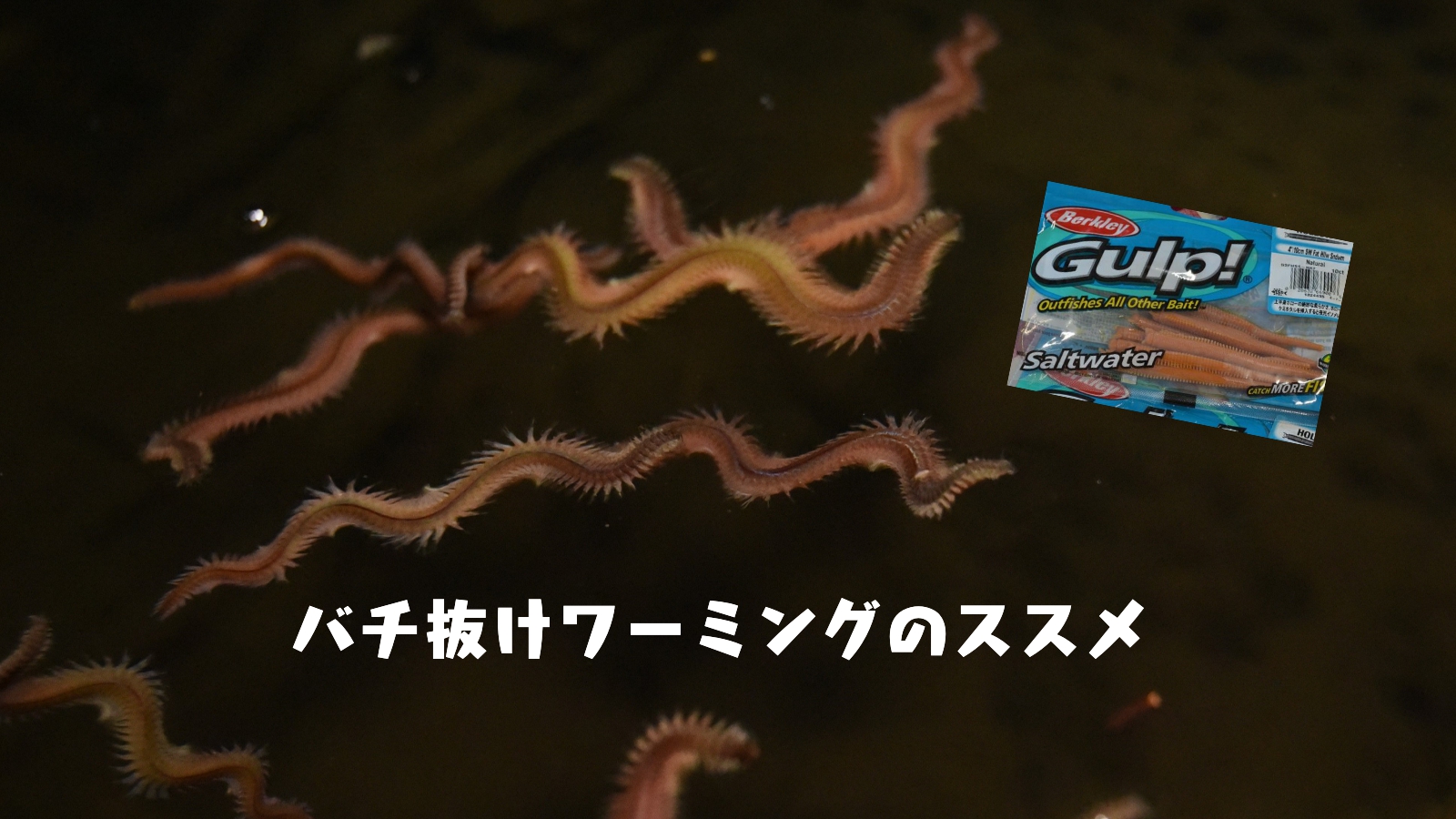 シーバス釣り／バチ抜けワーミングで入れ食い間違いなし！ | 魚種別