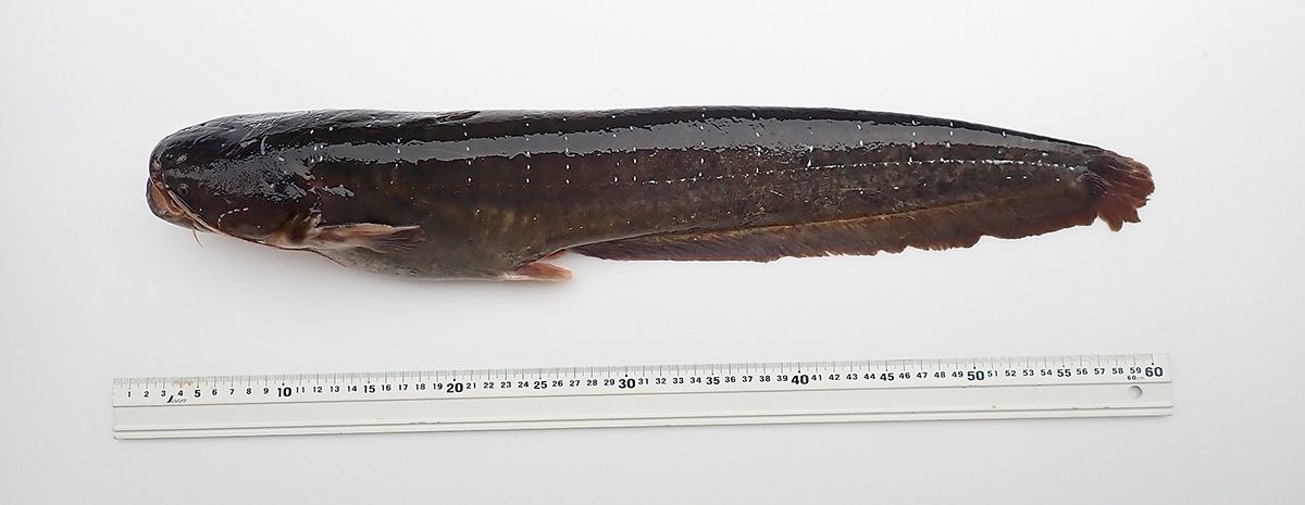 側線器官が目立つ個体