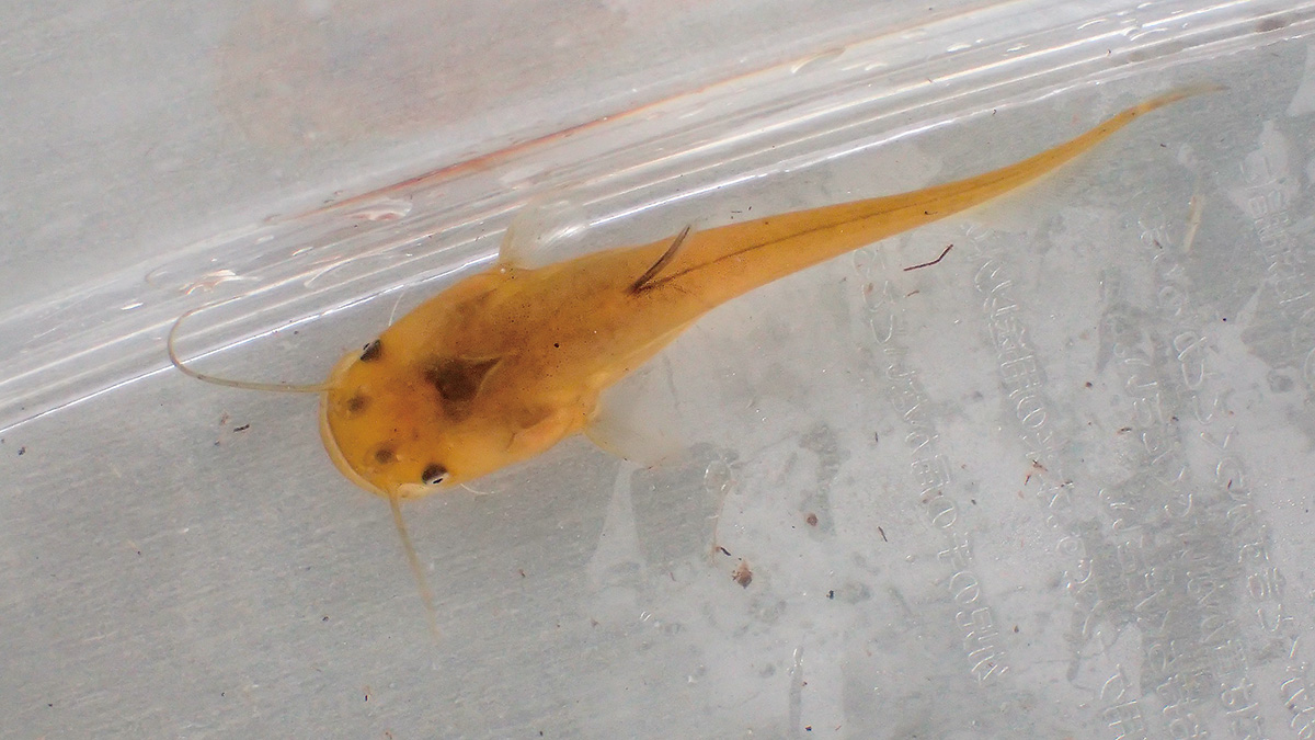 水田で育つナマズの稚魚