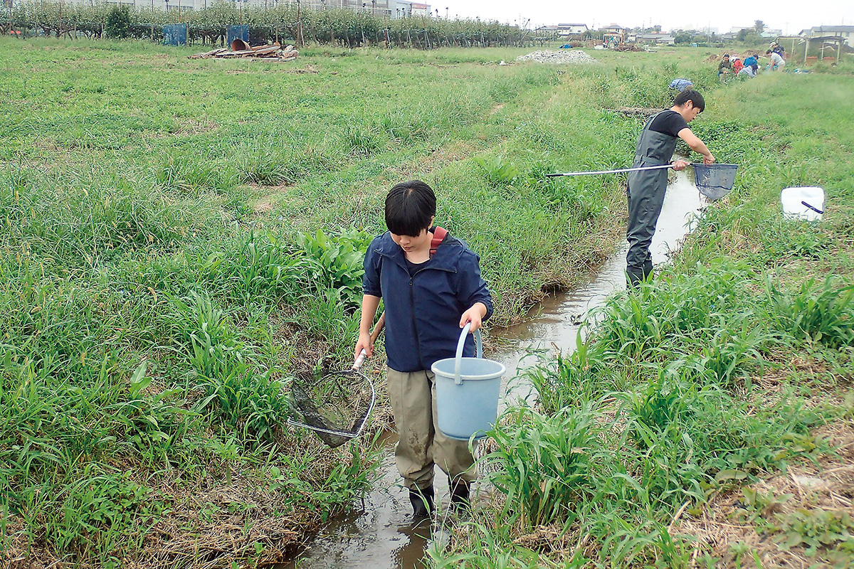 大型ナマズが採れる用水路