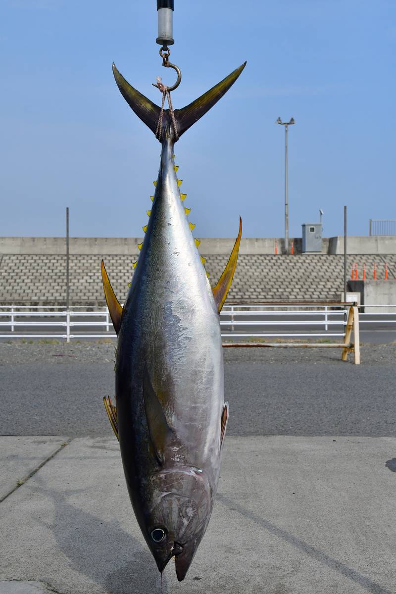 【はじめての相模湾キハダマグロ釣り・釣り方】相模湾のキハダ
