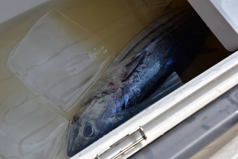 【はじめての相模湾キハダマグロ釣り・釣り方】クーラーボックスは40ℓ以上のものを用意