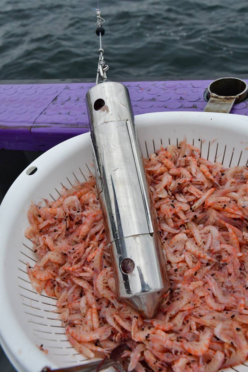 【はじめての相模湾キハダマグロ釣り・釣り方】シャクって止める