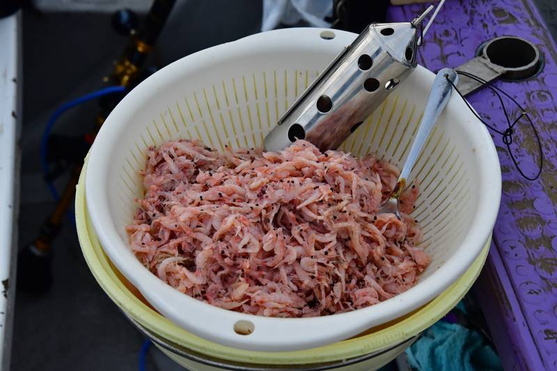 【はじめての相模湾キハダマグロ釣り・釣り方】コマセのオキアミをカゴに詰める
