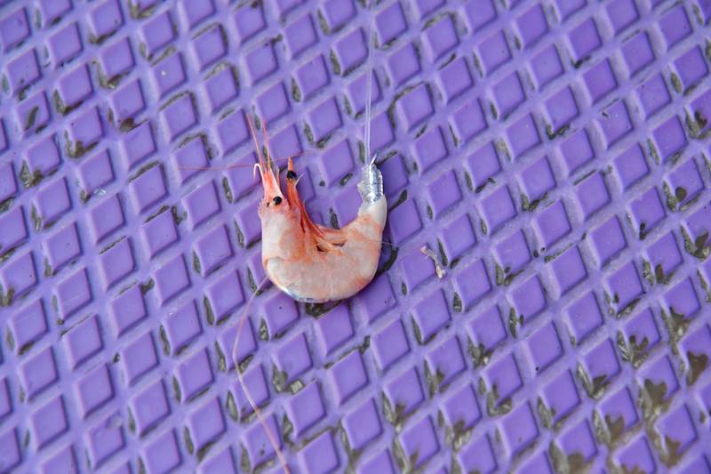 【はじめての相模湾キハダマグロ釣り・釣り方】3Lサイズのオキアミを1尾掛け