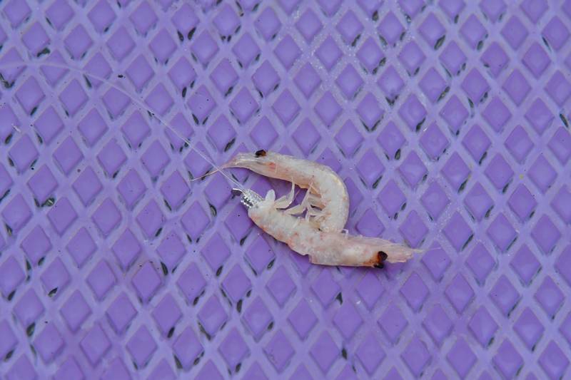 【はじめての相模湾キハダマグロ釣り・釣り方】オキアミが小さいときは2匹掛けに