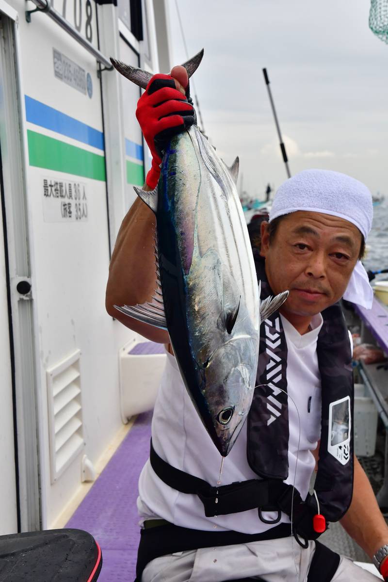 【【はじめての相模湾キハダマグロ釣り・釣り方】カツオのタタキ