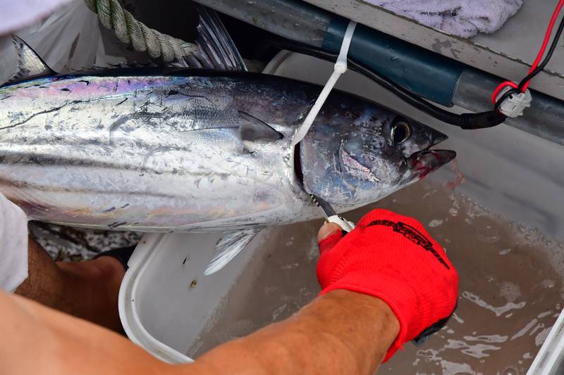 【はじめての相模湾キハダマグロ釣り・釣り方】カツオの血抜き方法・ナイフでエラを切り