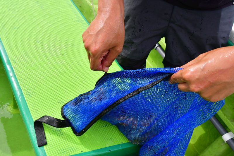 【はじめての相模湾キハダマグロ釣り・釣り方】カツオの血抜き・水を張ったバケツに