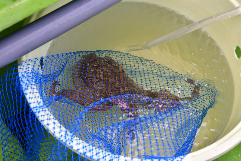 【はじめての相模湾キハダマグロ釣り・釣り方】カツオが釣れました