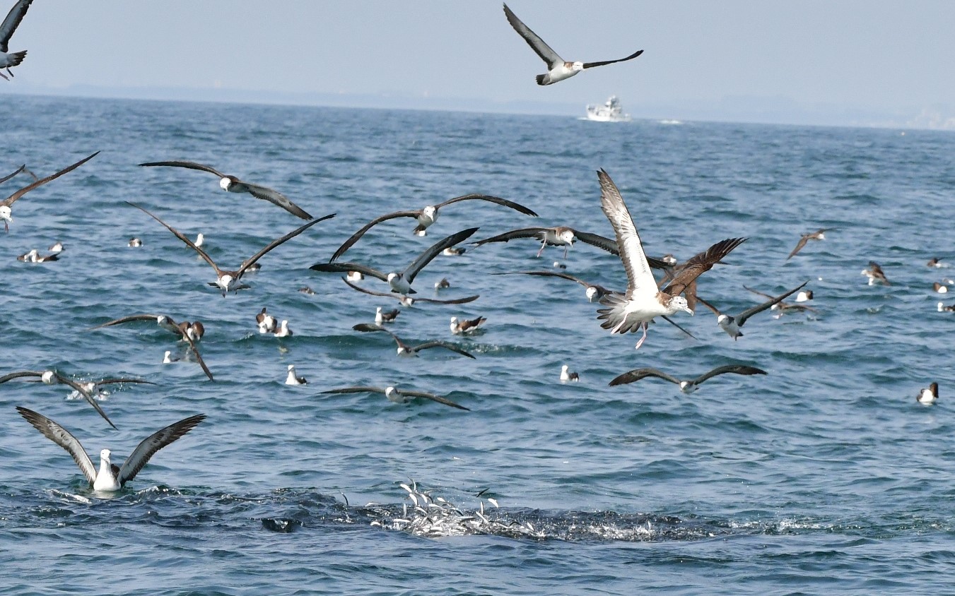 【はじめての相模湾キハダマグロ釣り・釣り方】鳥山に遭遇