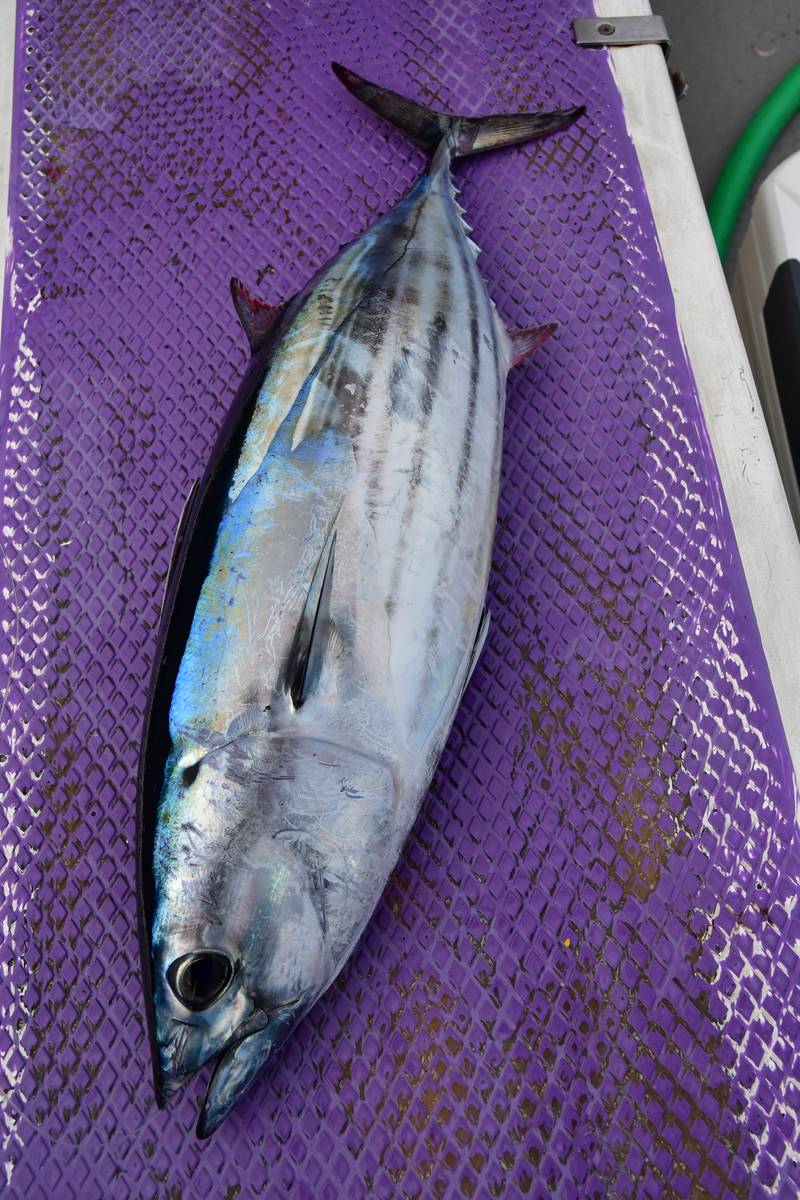 【はじめての相模湾キハダマグロ釣り・釣り方】カツオは3~5kgがアベレージ