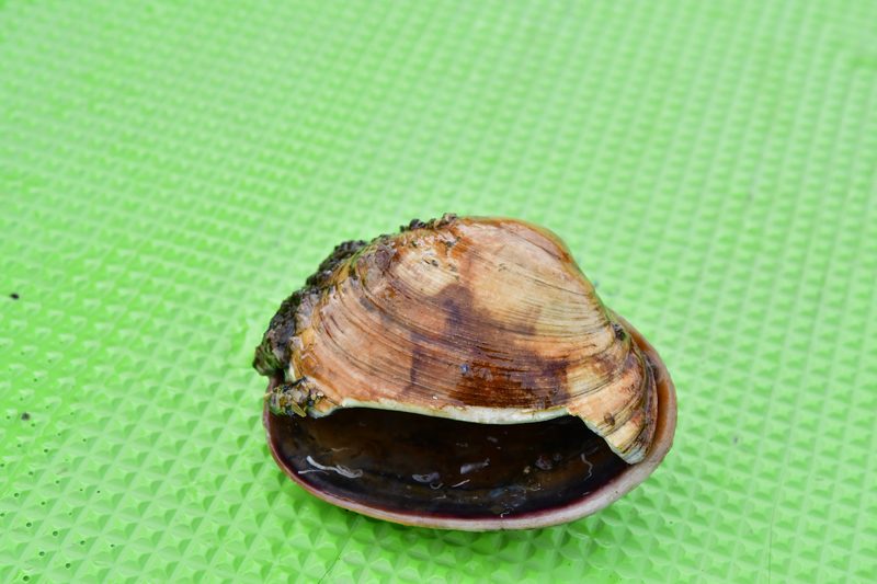 【はじめての相模湾キハダマグロ釣り・釣り方】ルアーでねらう人も
