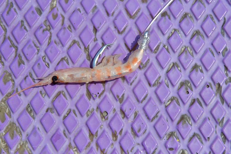 【はじめての相模湾キハダマグロ釣り・釣り方】キハダマグロ用の釣り針