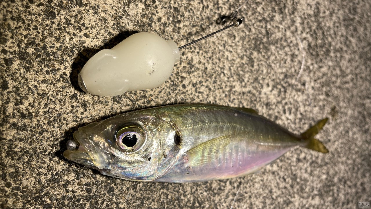 ジグ単で反応がない常夜灯周りでLG フロートを使って引き出した一尾