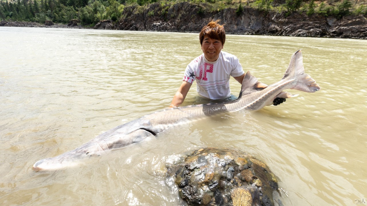 カナダ・フレイザー川に棲む古代魚チョウザメを狙う