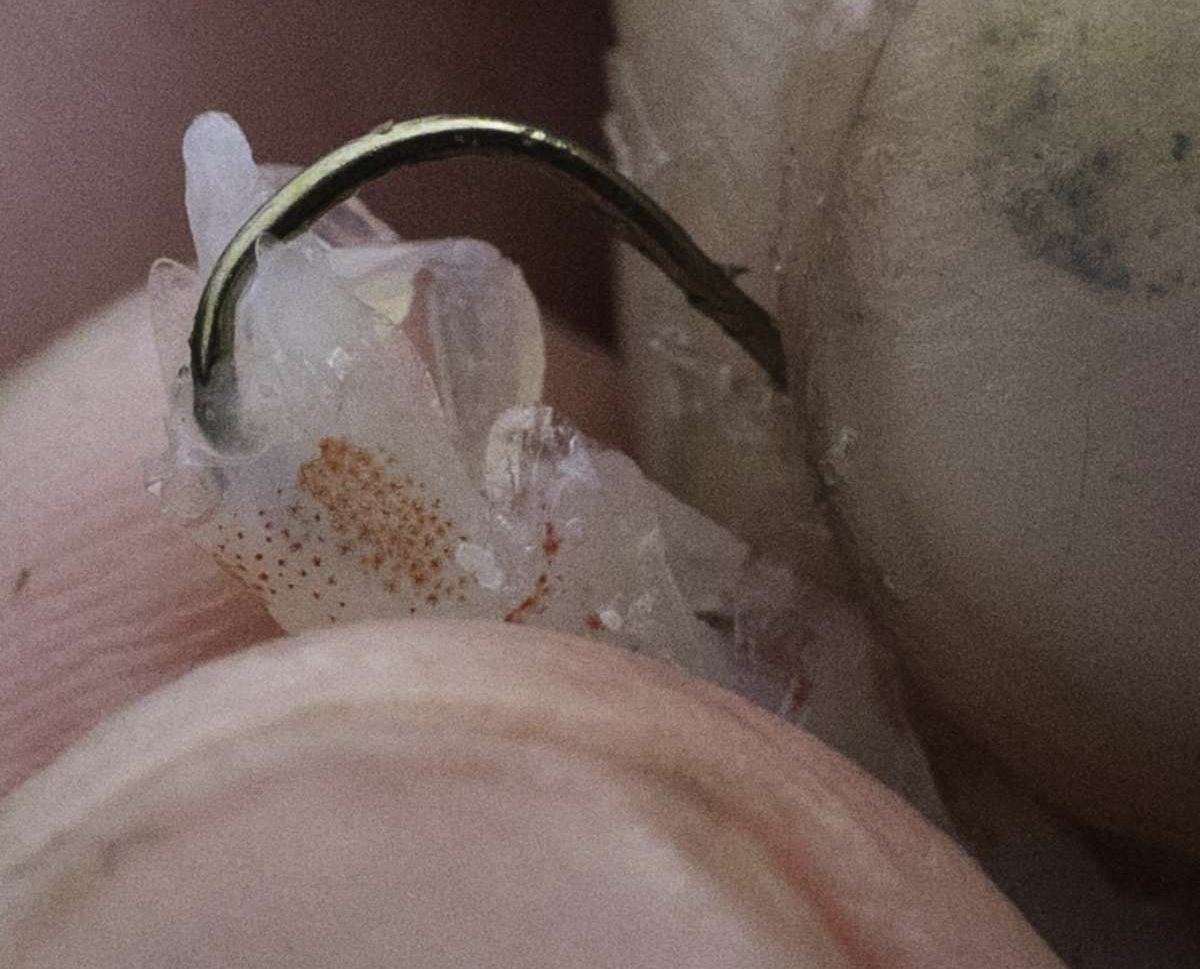 ハリ先を入れる