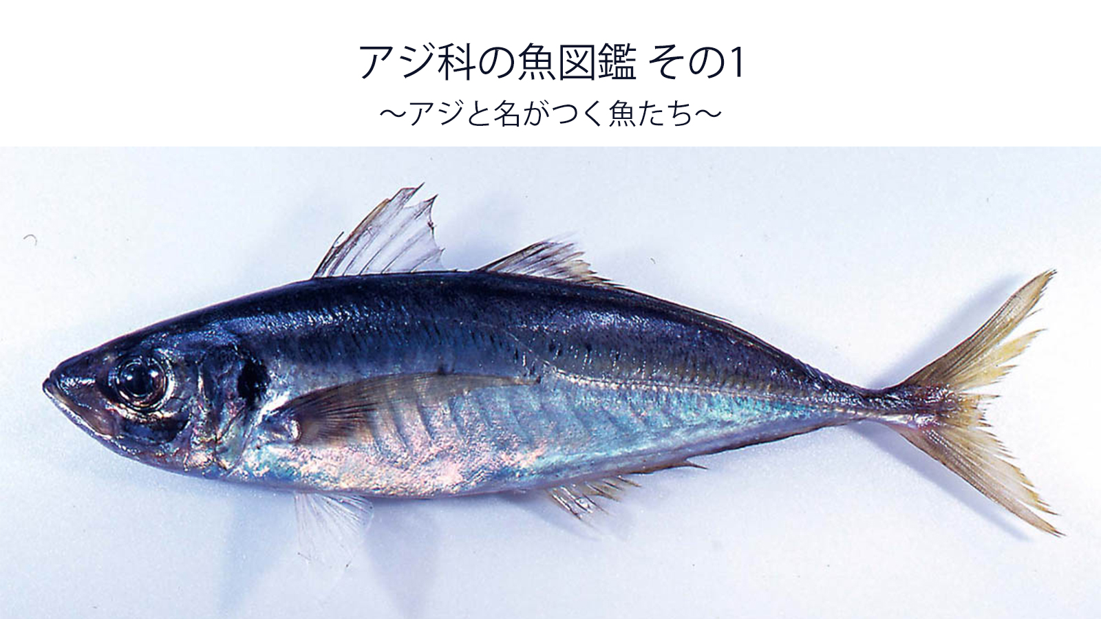 アジ科の魚図鑑 その１ 全3回 アジと名がつく魚たち