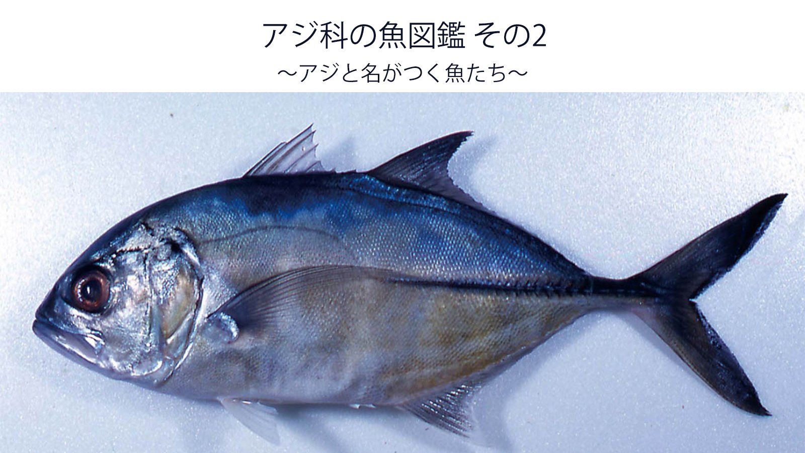 アジ科の魚図鑑 その2 全3回 アジと名がつく魚たち