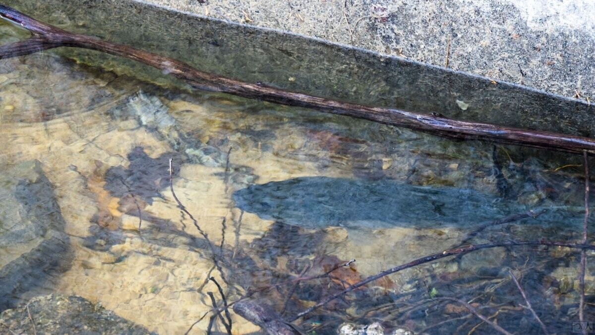 クリアウォーターではボディーの存在感で魚を浮かせられるため、視覚でも誘える