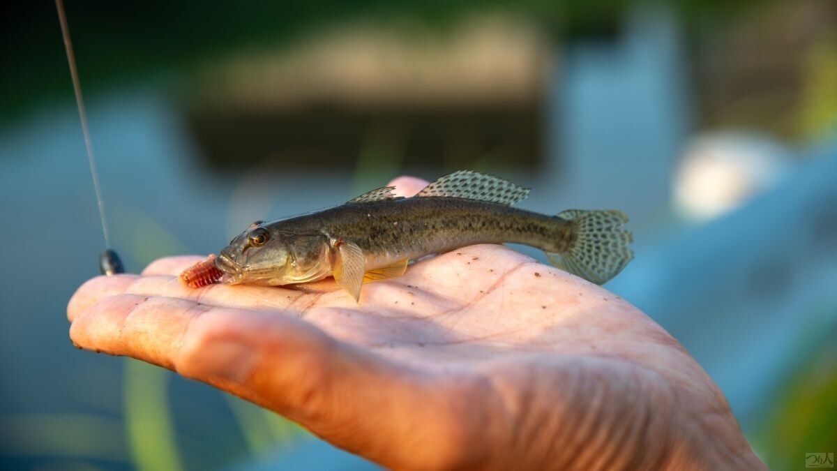 飴色の魚体に大きな尾ビレと吸盤のような黄色い腹ビレを持つマハゼは日本各地の汽水域で手軽にねらえるターゲット。食べて美味しいのにほとんど食用として流通していない点も釣り人の心をくすぐる