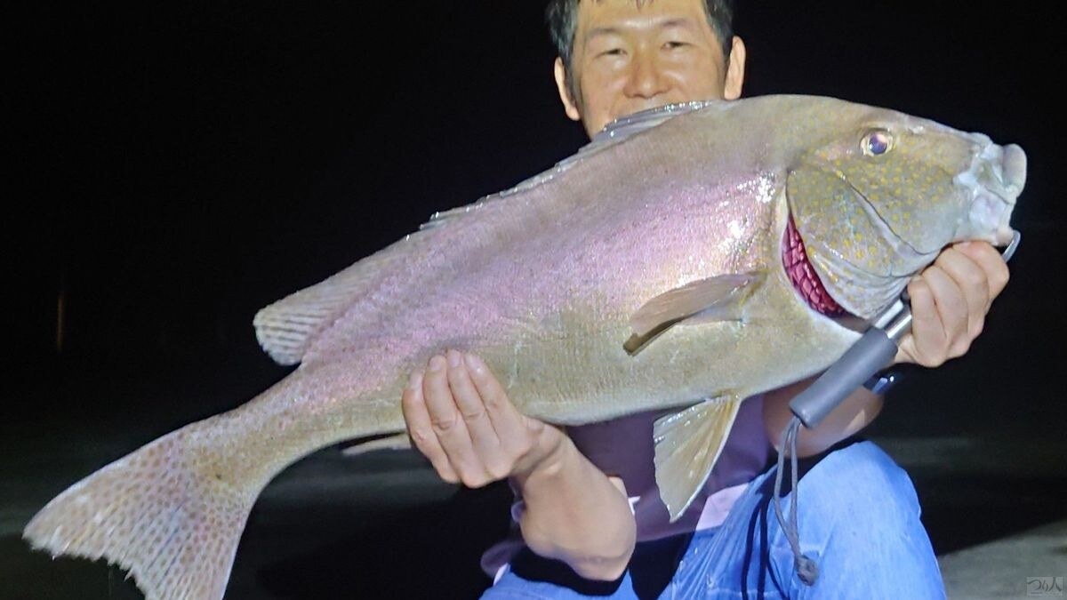 同じくブッコミ御三家のひとつ、コロダイ（74cm）