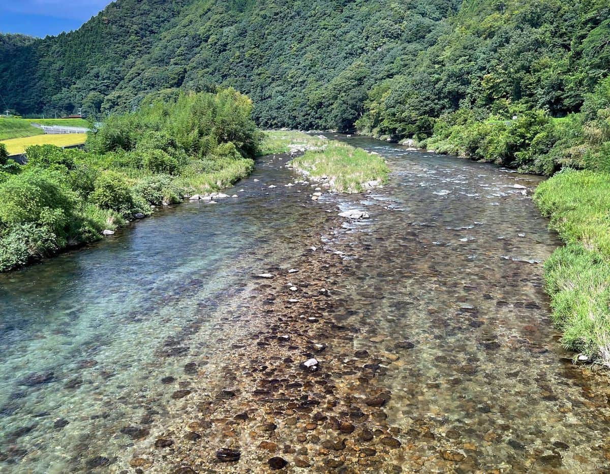 7度の水質日本一に輝く高津川のダムのない流れ。ビールのような石色がアユの食んだ石である