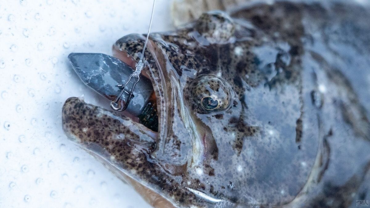 活性が低い印象を受けた一方で、釣りあげたほぼ全てのヒラメはリグを丸のみしていた。おそらくベイト量はそれほど多くなく、積極的に追い回して捕食するほどではないものの、「目の前に来た獲物は確実に一撃で仕留める」という状態だったのだろう