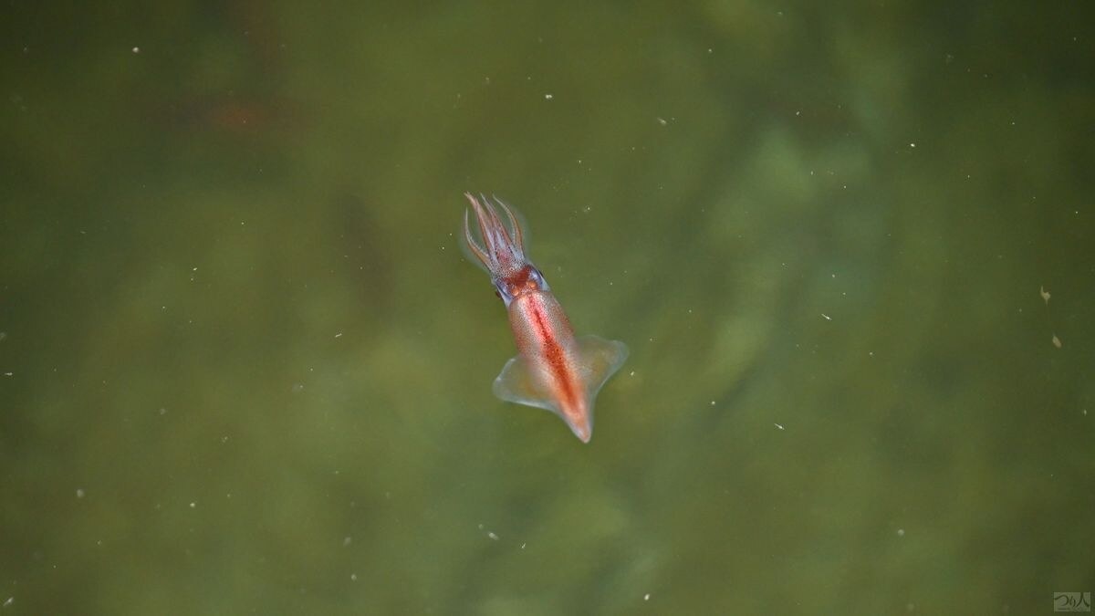 波打ち際を泳ぐホタルイカ