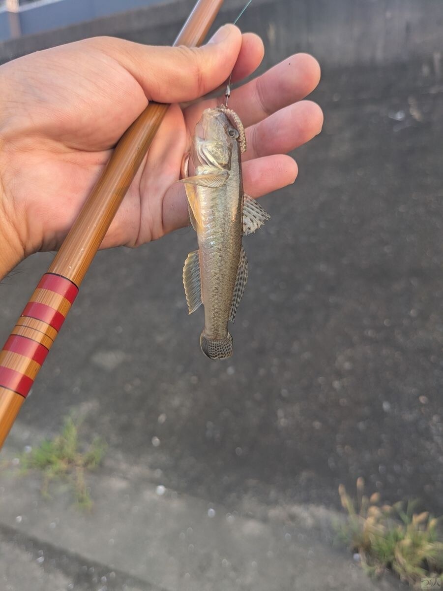 羽田第一水門で釣れたハゼとノベザオ