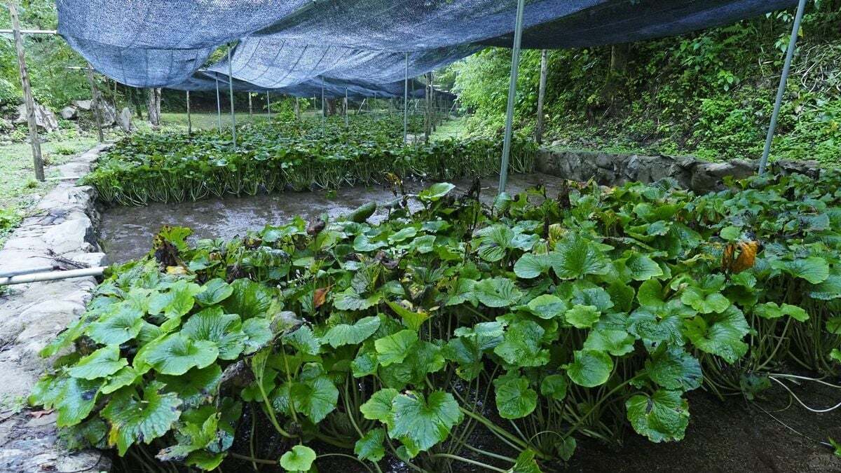 高津川中流域の左鎧地区にある横道川。この川に注ぐ沢の清水を利用して伊豆の「畳石式」というワサビ田を自らの手で造っていった