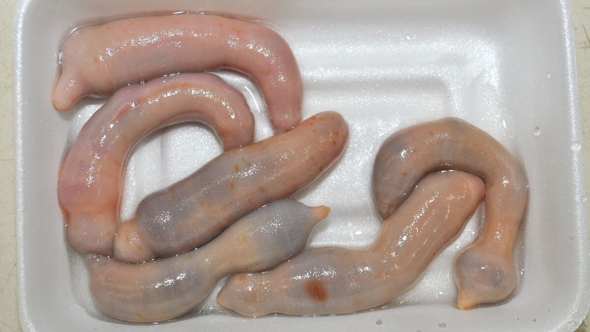 マダイ、クロダイねらいのエサとして定評のあるユムシはキジハタねらいでも高実績