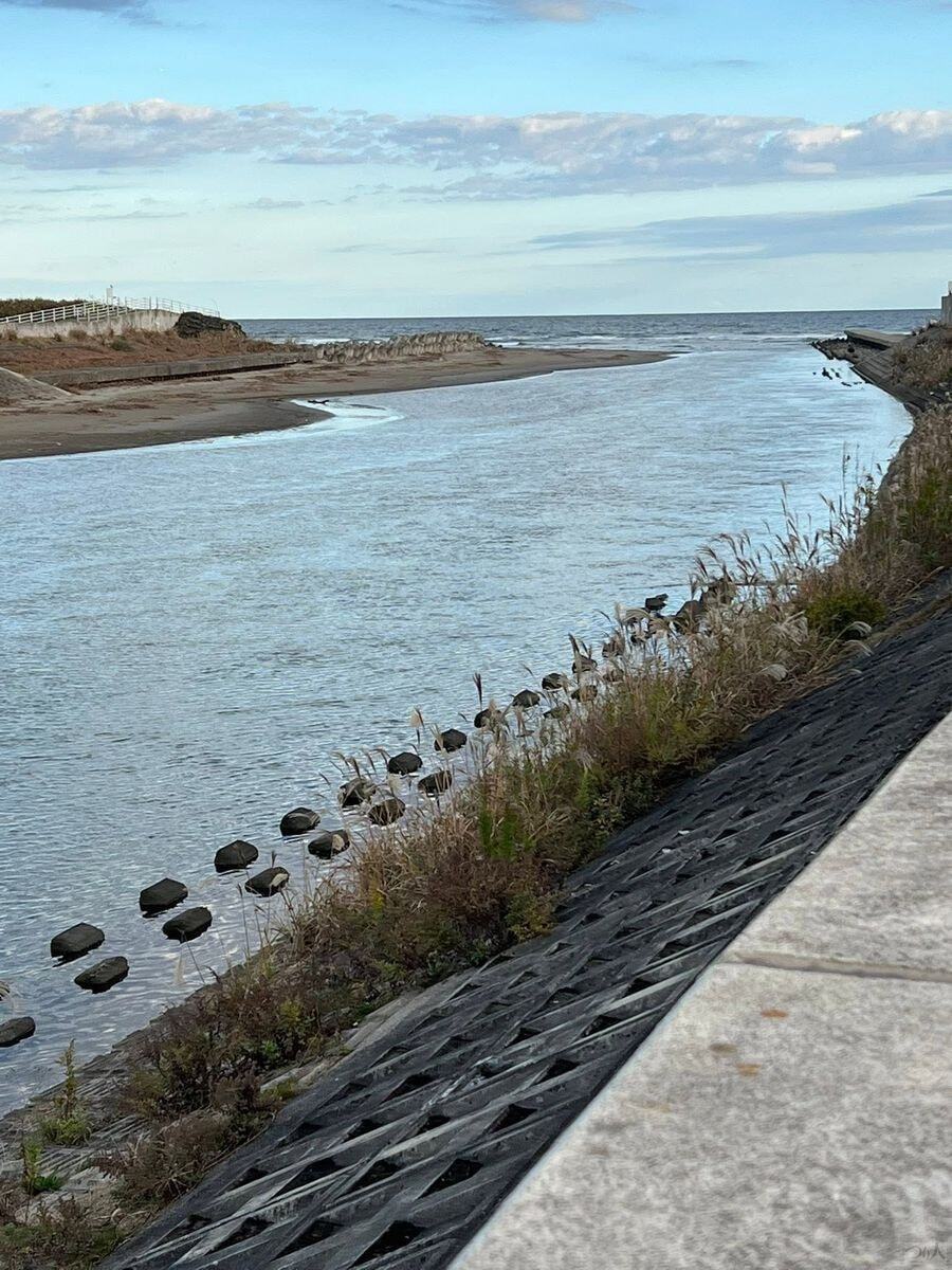 木戸川の傾斜が急な護岸