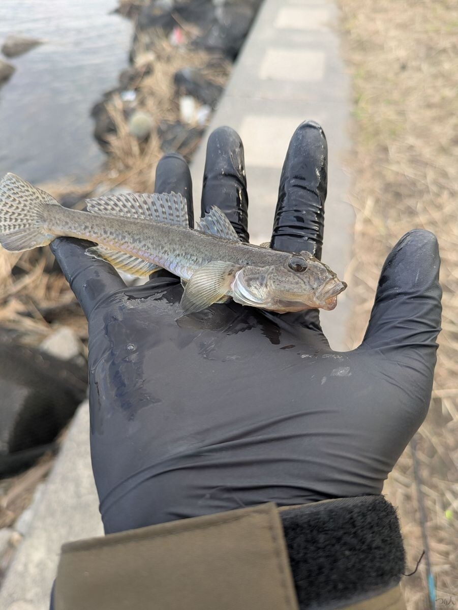 味の素裏で釣れたハゼ