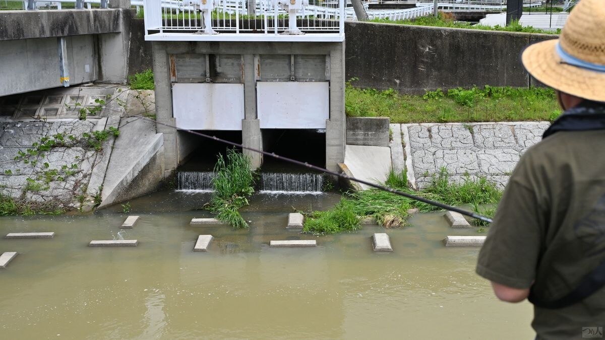 水門周りは流れの大小にかかわらず期待できる。コイの群れがいたら、よく見てみるとナマズが混じっていることも多い