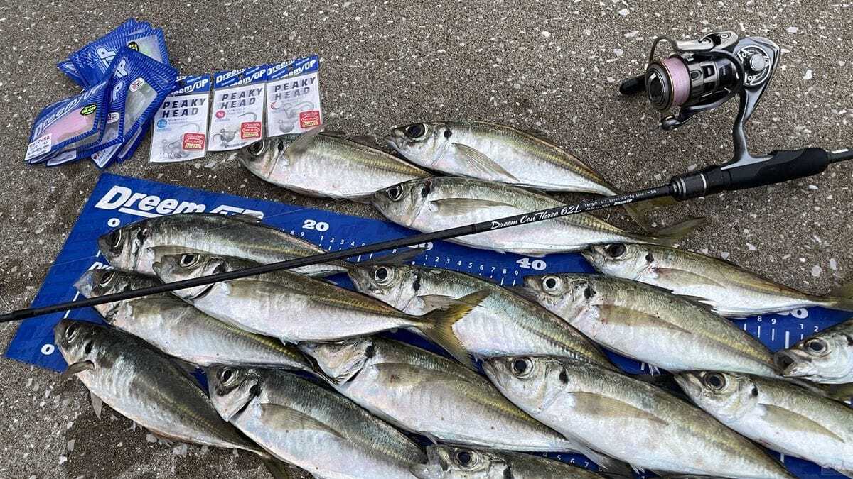 ドリームアップのタックルで釣り上げたアジの釣果。ドリームコンスリー62Lとジグヘッド、ワームの組み合わせで好釣果を得ている