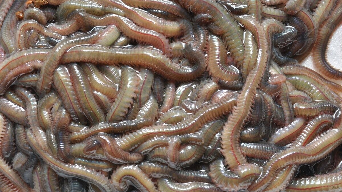 投げ釣りの定番エサだが電気ウキの流し釣りなどでも使えるアオイソメ。シラサエビと比べるとエサ持ちがいいから使いやすい