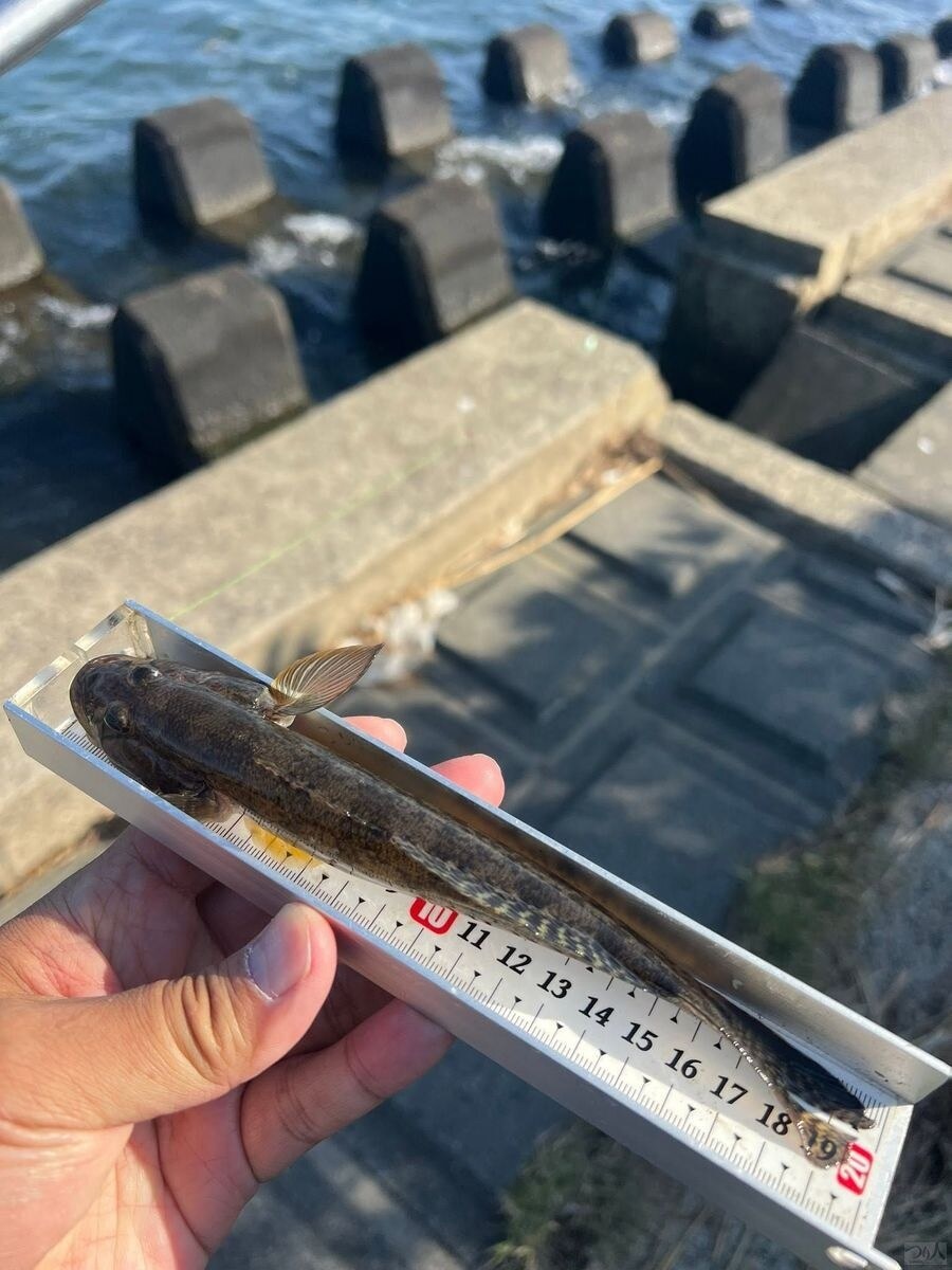 利根川で釣れた20cmクラスのハゼ