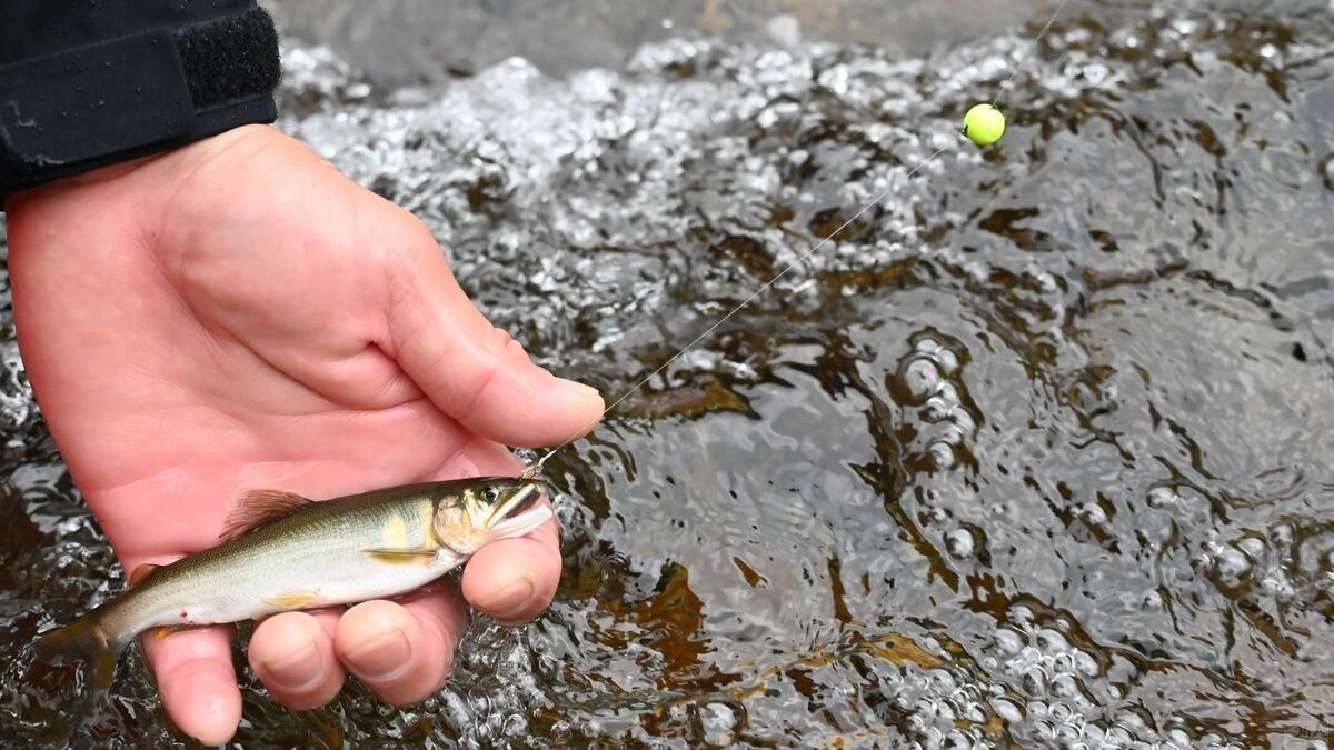 流心にいて追い気はあるが追う範囲が狭い野アユを掛けるには、オモリを使ってピンポイントでオトリを安定させることが重要だ。流れに応じて0.5～1.5号を使用