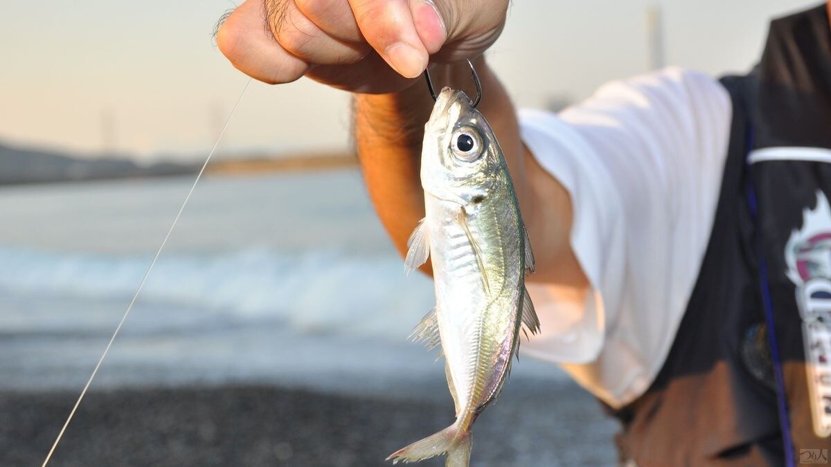 昼間にブッコミ釣りをするなら生きた豆アジが最高。良型が来る確率が高いのが特徴