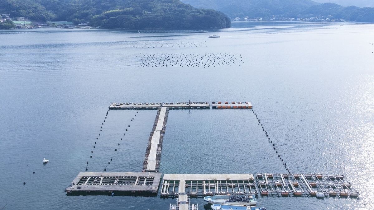 牡蠣筏を利用したアジング釣り場のほか、遊漁船や宿も丹羽さんは運営している